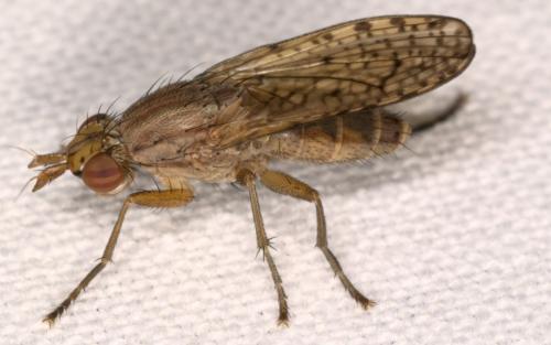 Pherbina coryleti